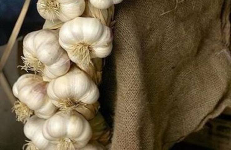 Aglio 