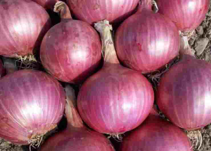 Cipolle rosse