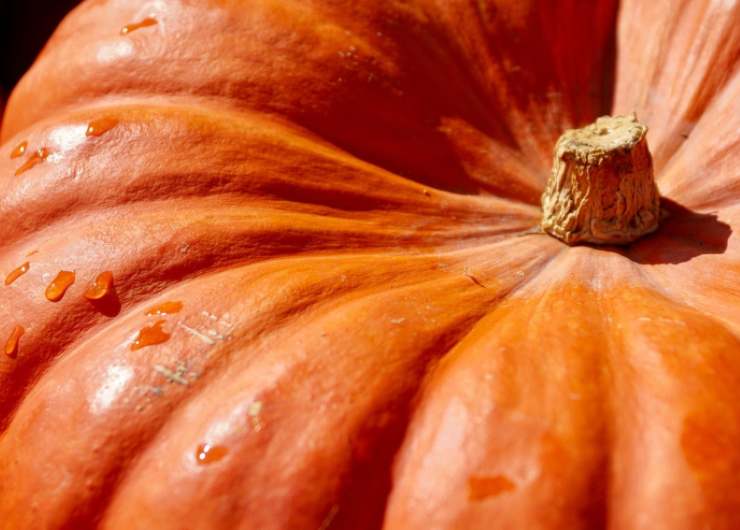 Torta di zucca