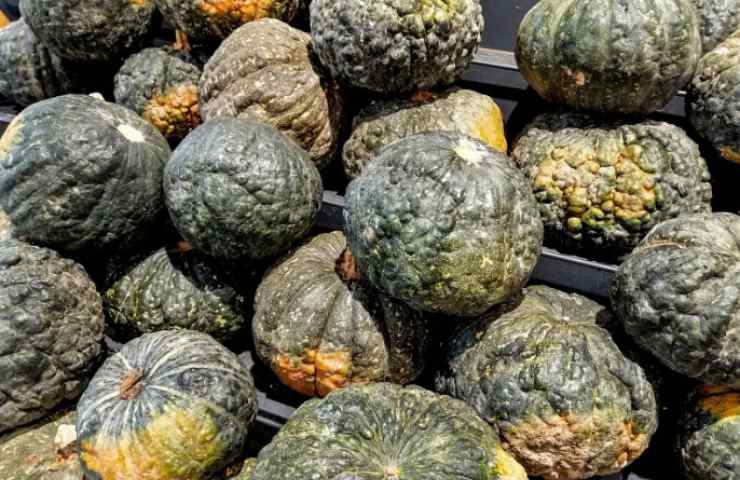 Zucca Delica