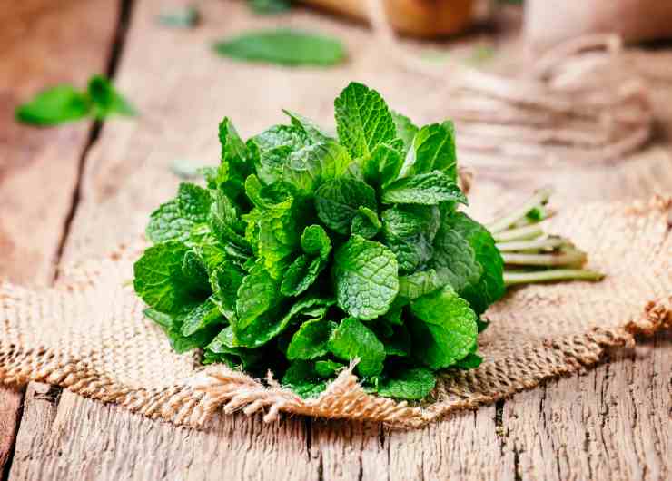 menta